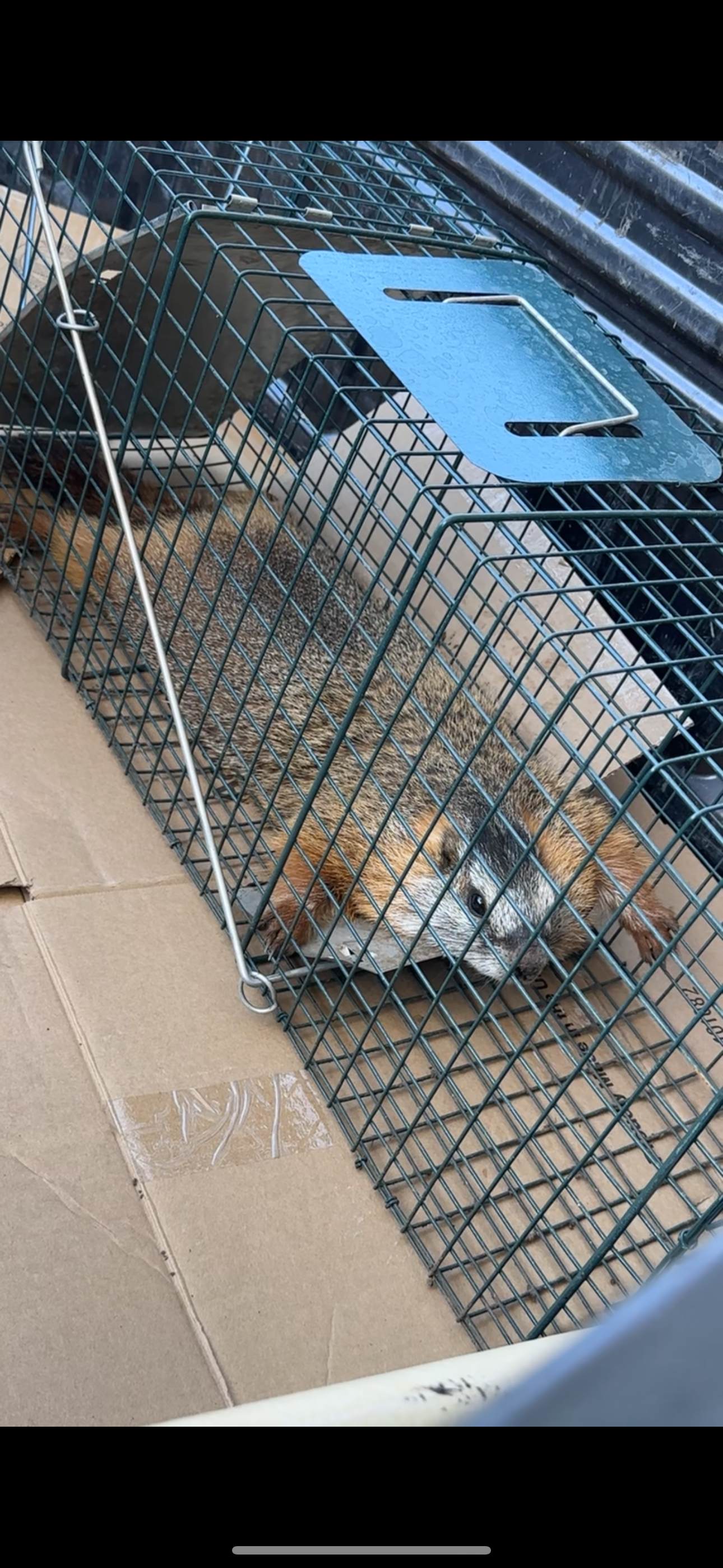 Trapped raccoon