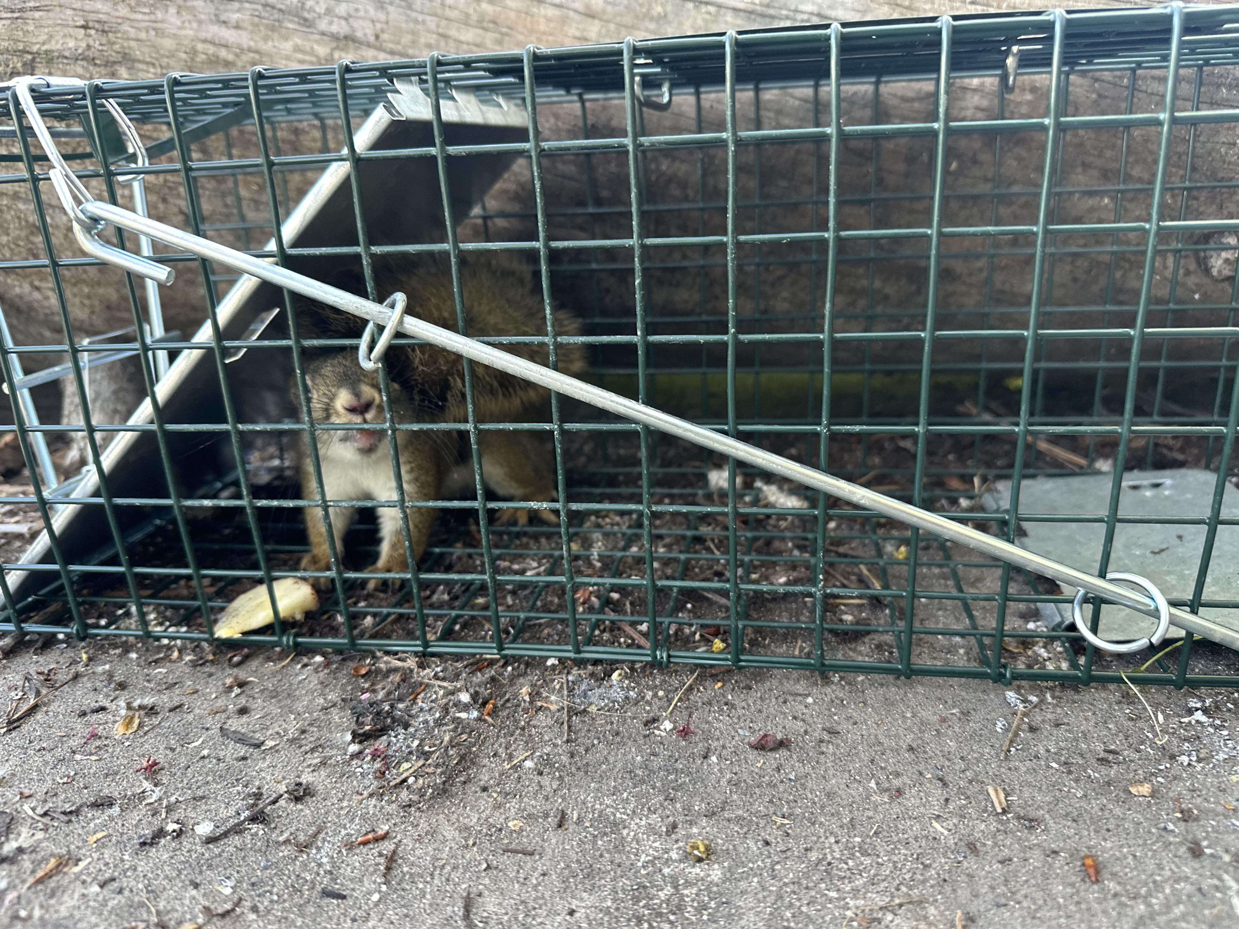Trapped raccoon