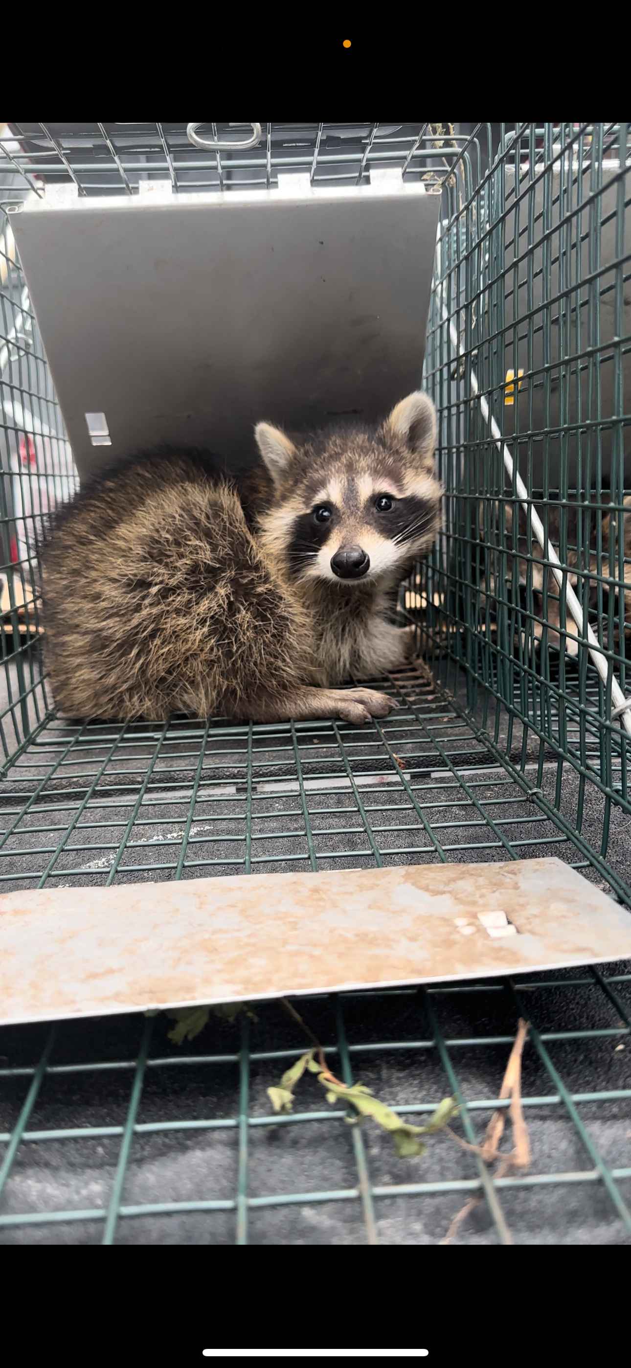 Trapped raccoon