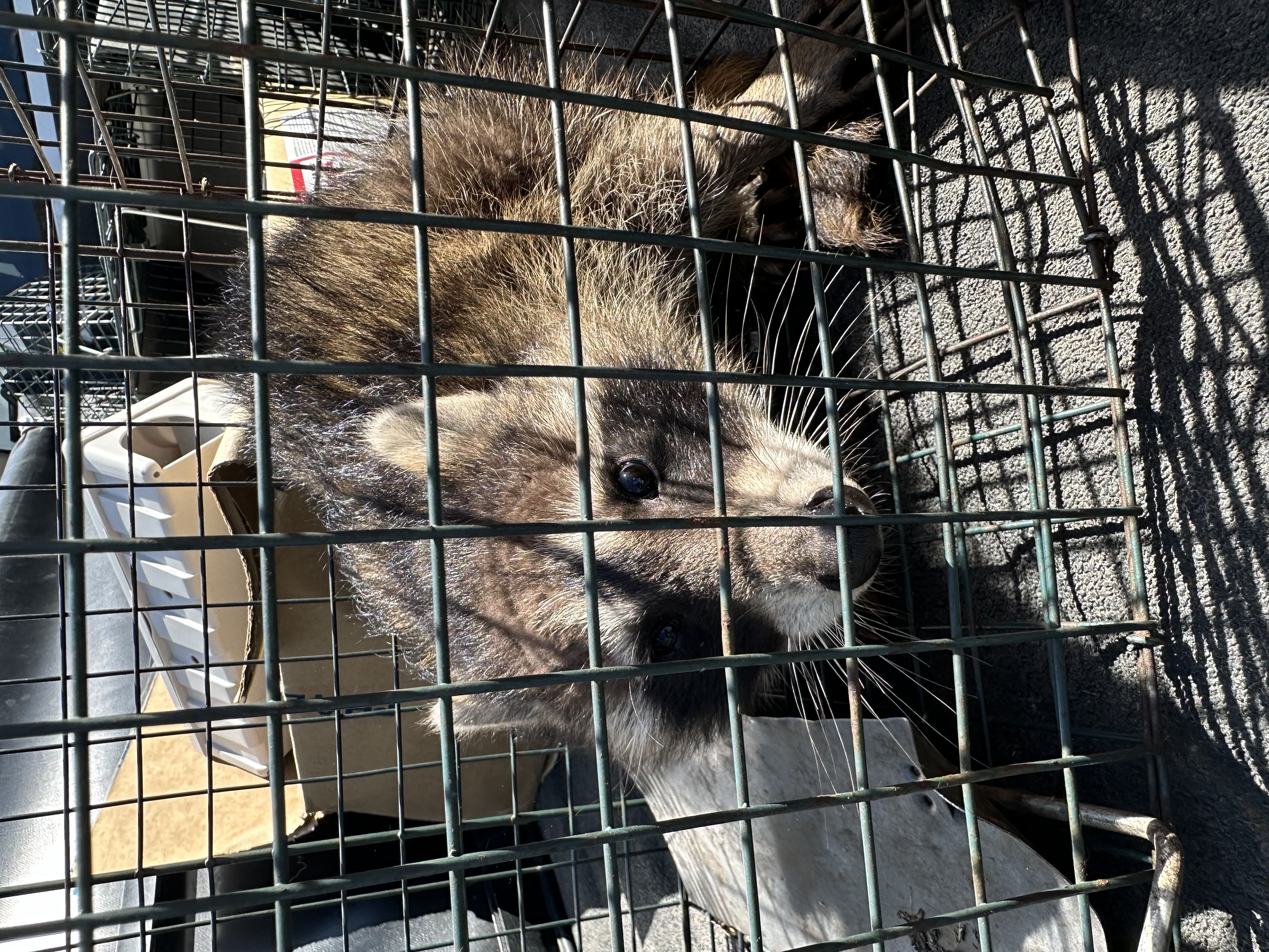 Trapped raccoon